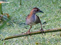 klein riethaan 3  Baillons Crake - Frieda Prinsloo 2013 : friedaq